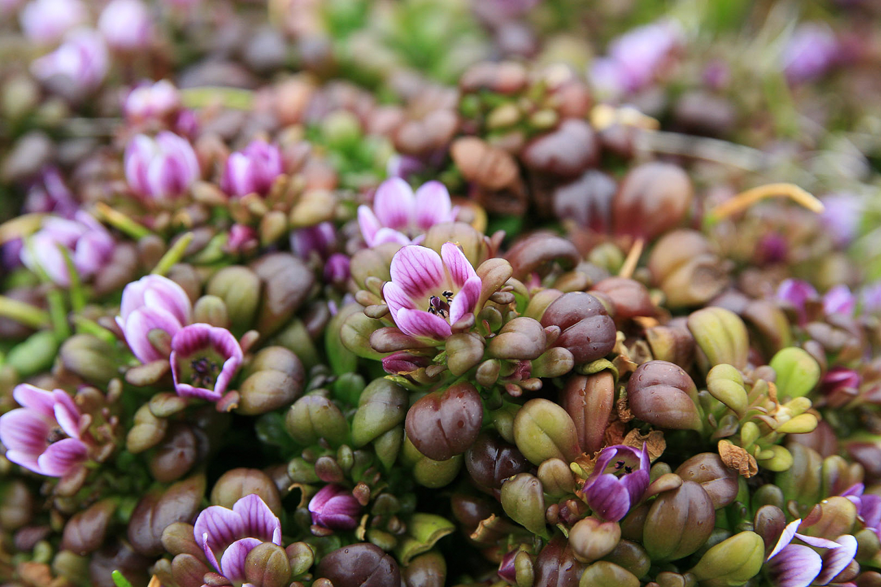 Gentianella cerina