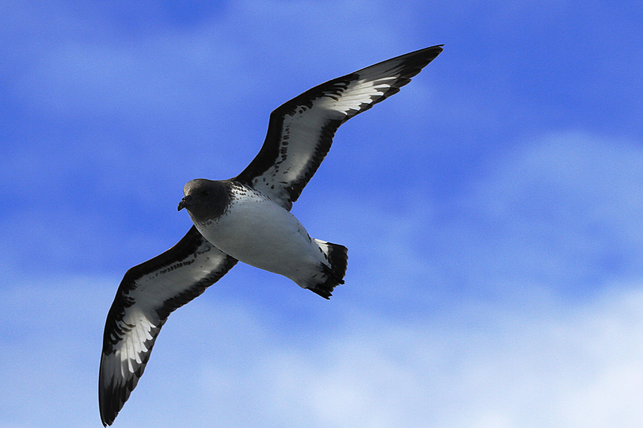 Cape Petrel