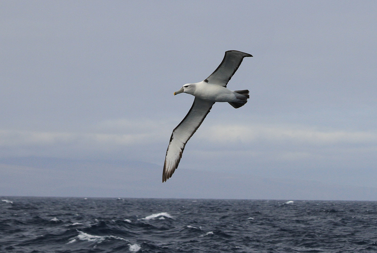 White-capped Albatross