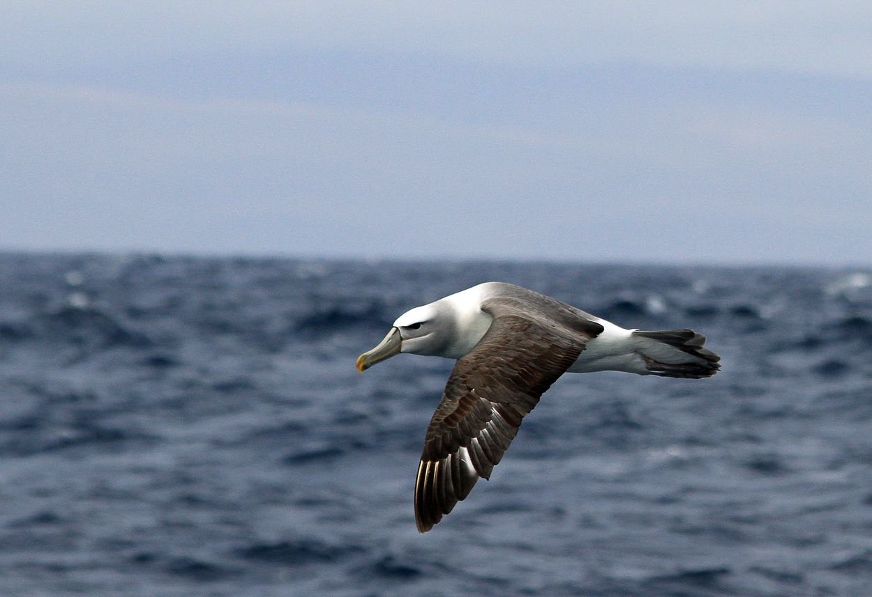 White-capped Albatross