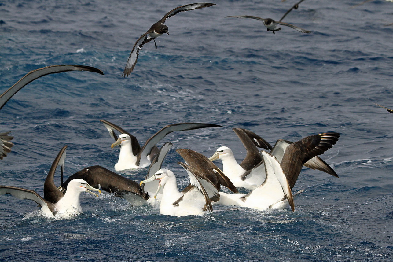 Gathering on the water, white-capped Albatrosses