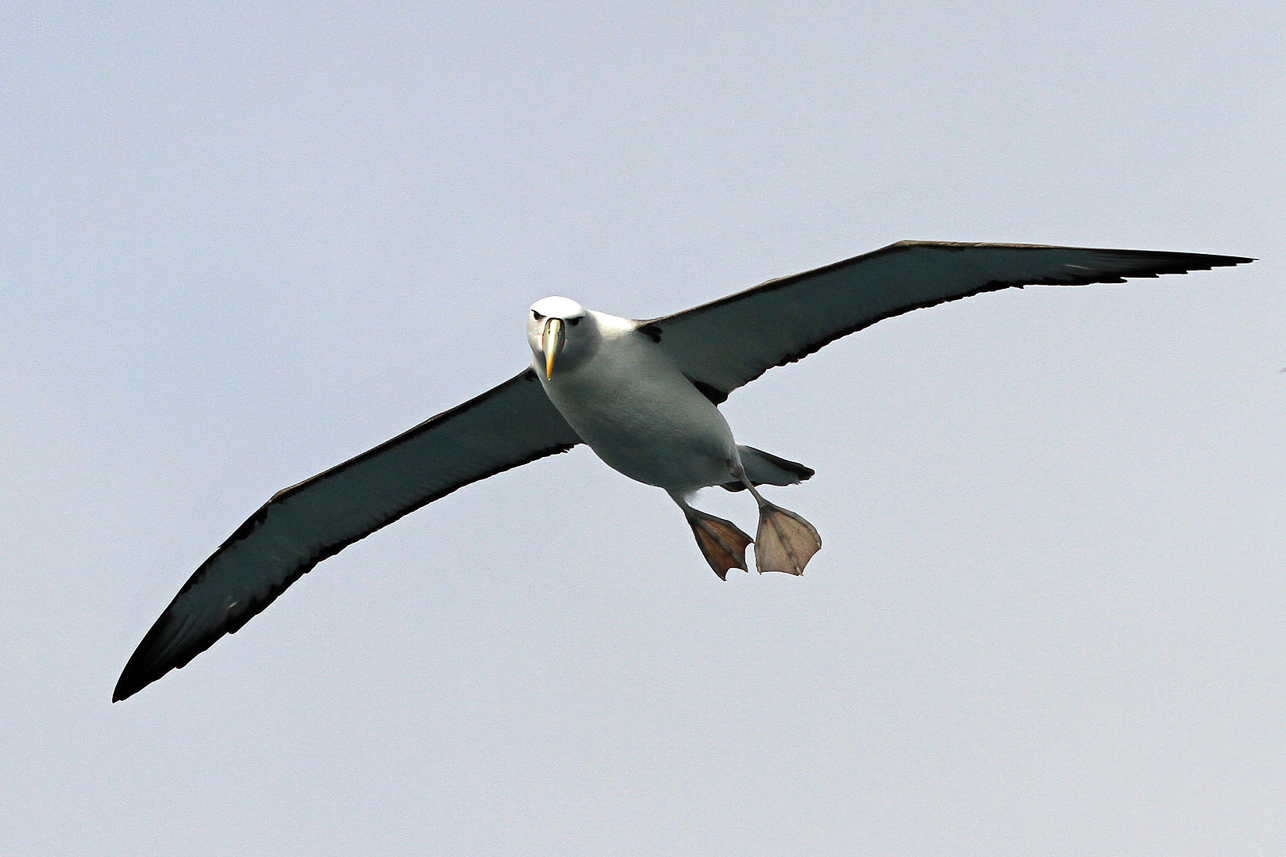 Albatross watching for fish