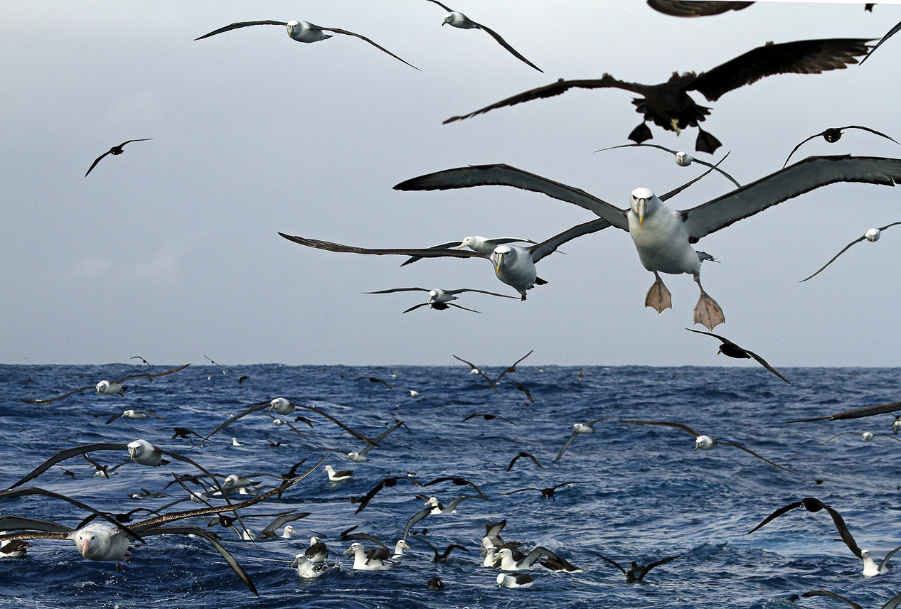 Crowd of albatrosses and petrels