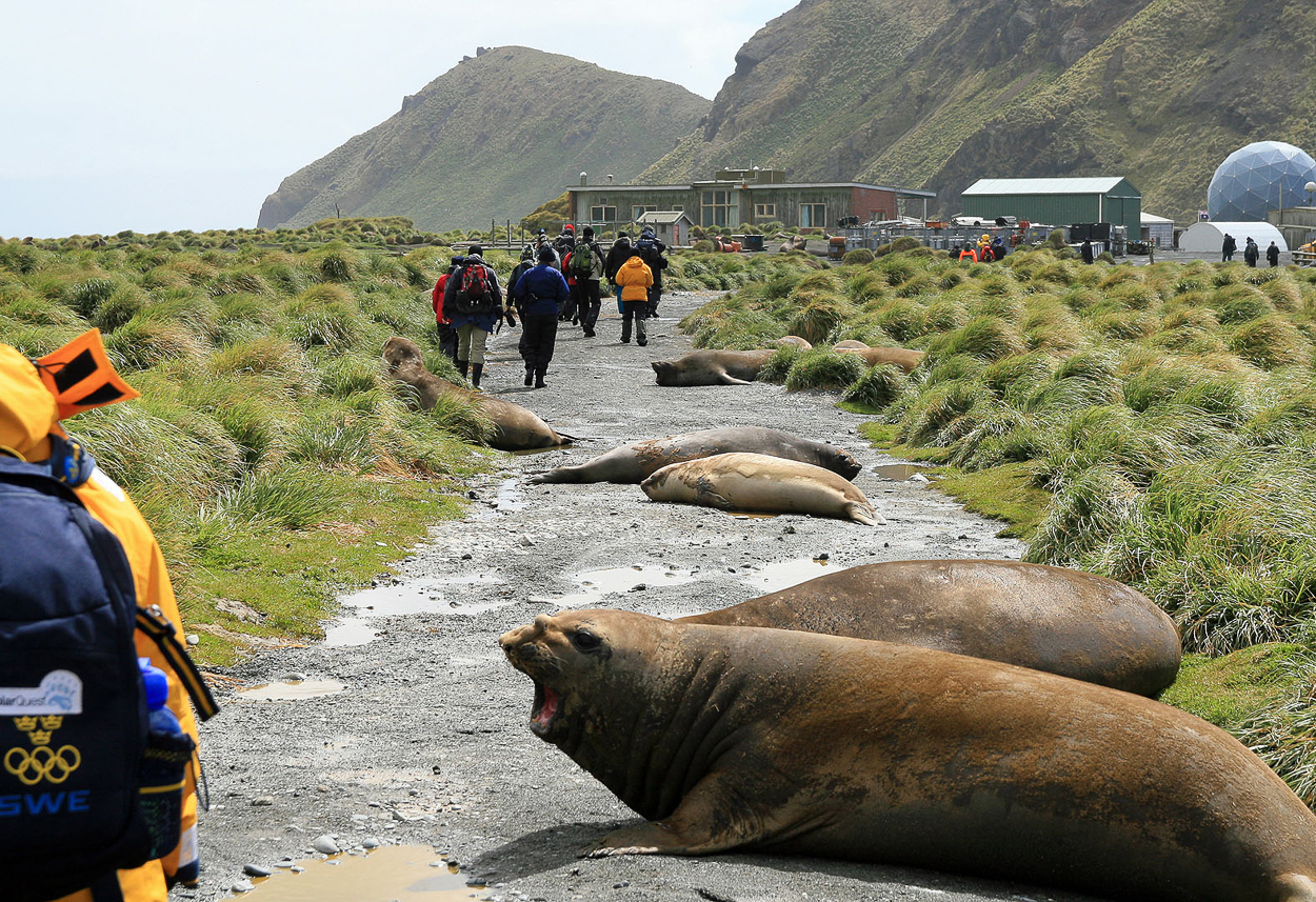 Elephant seal guards on the road to Macquarie Island research station