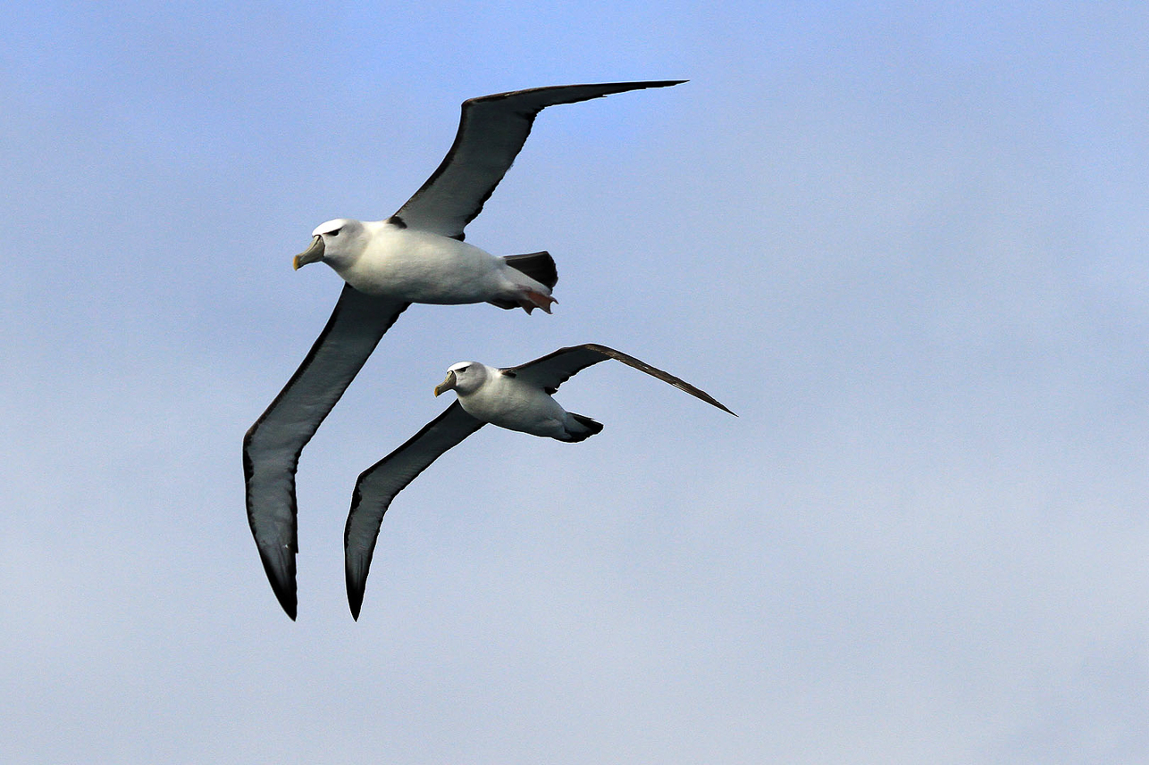 White-capped Albatrosses in pair flight