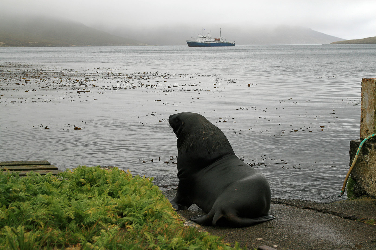 Sea lion at the abandoned Beeman Cove station