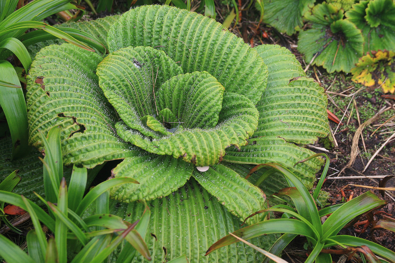 Pleurophyllum speciosum (Campbell Island Daisy), one of the megaherbs (large  herbs compared to other subantarctic species)