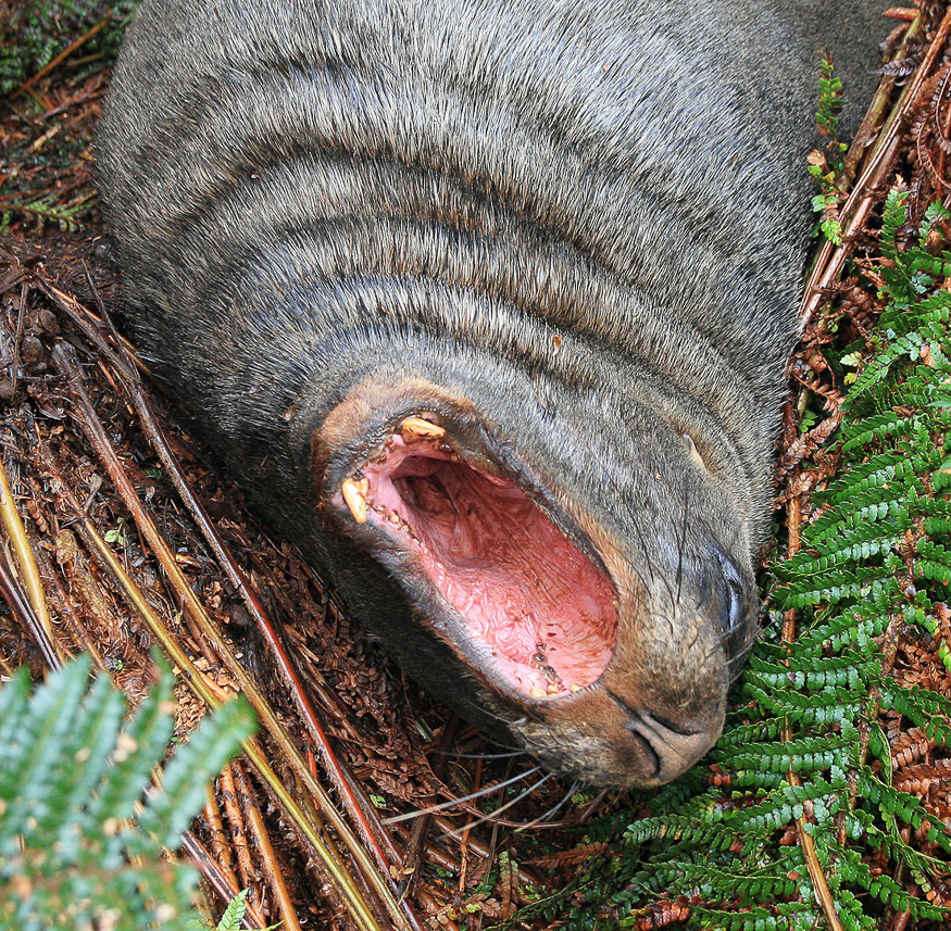 Sea Lion, being angry