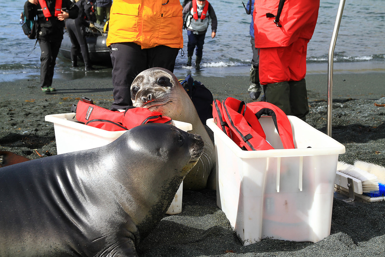 Elephant seal kids welcoming us to Macquarie Island (Australia)