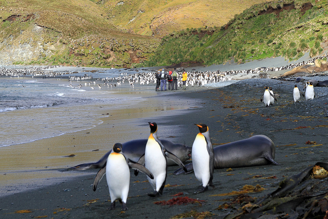 King penguins walking on Sandy Bay