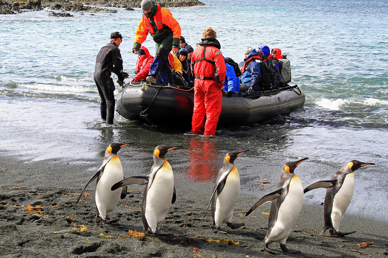 A group of King Penguins taking no notice of our arrival