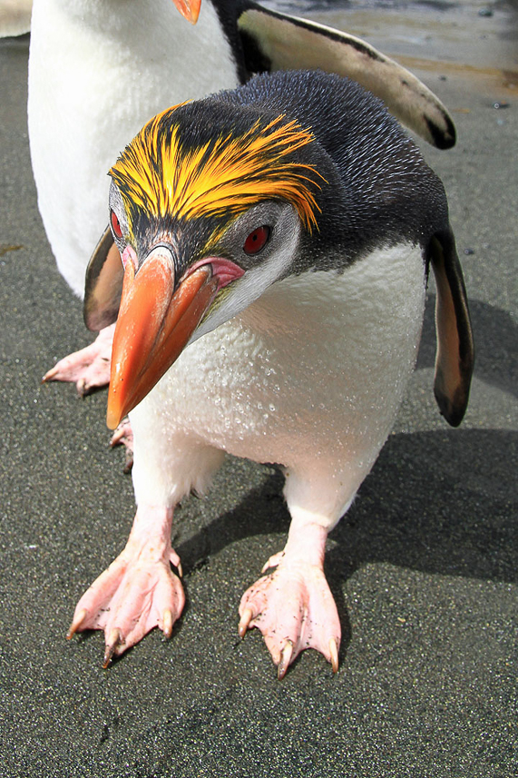 Royal Penguin (Macaroni Schlegel Penguin) being curious