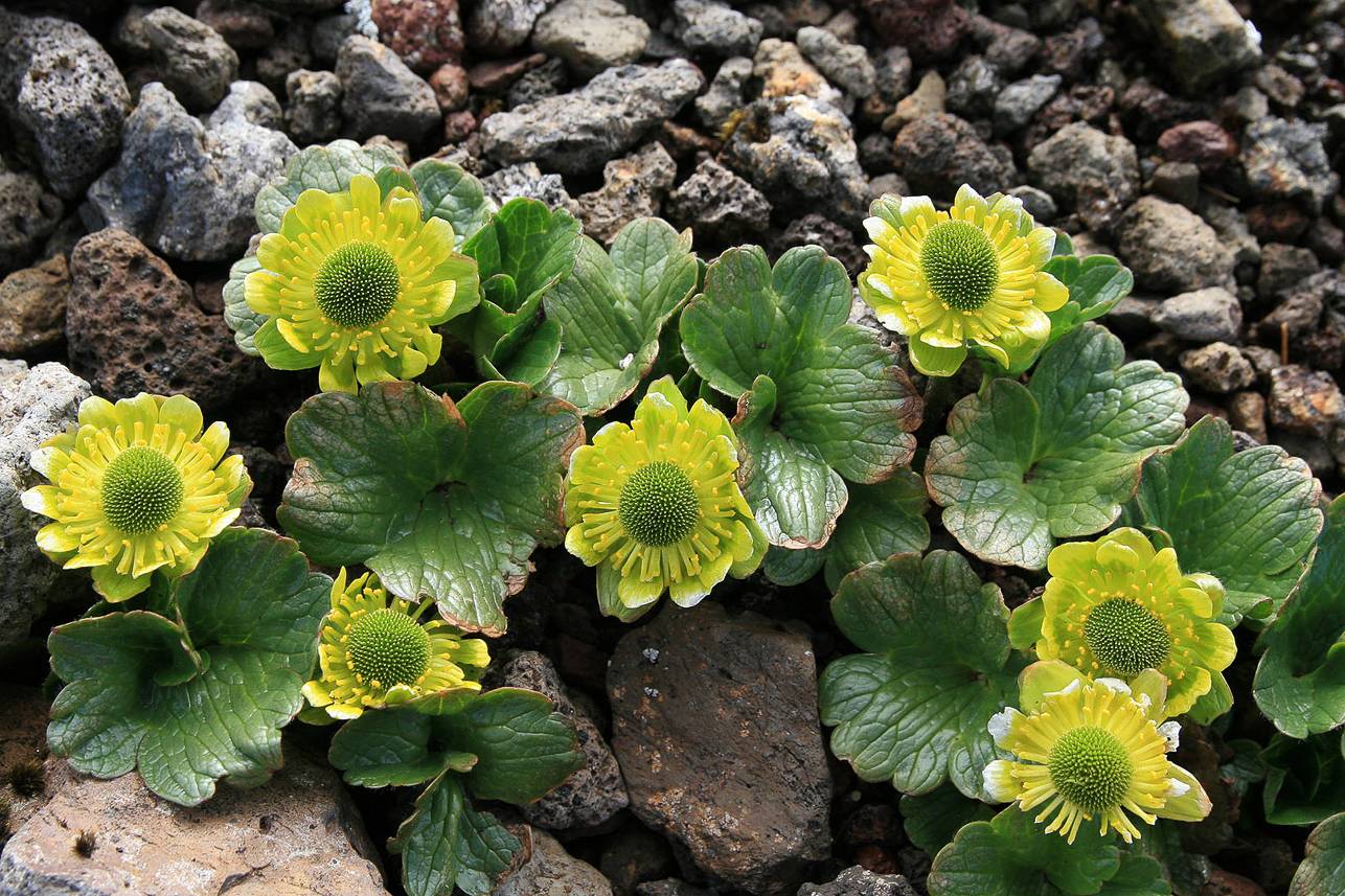 Ranunculus pinguis ?, Campbell Island