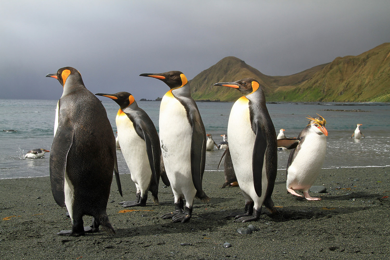 King penguins at Sandy Bay, Macquarie Island