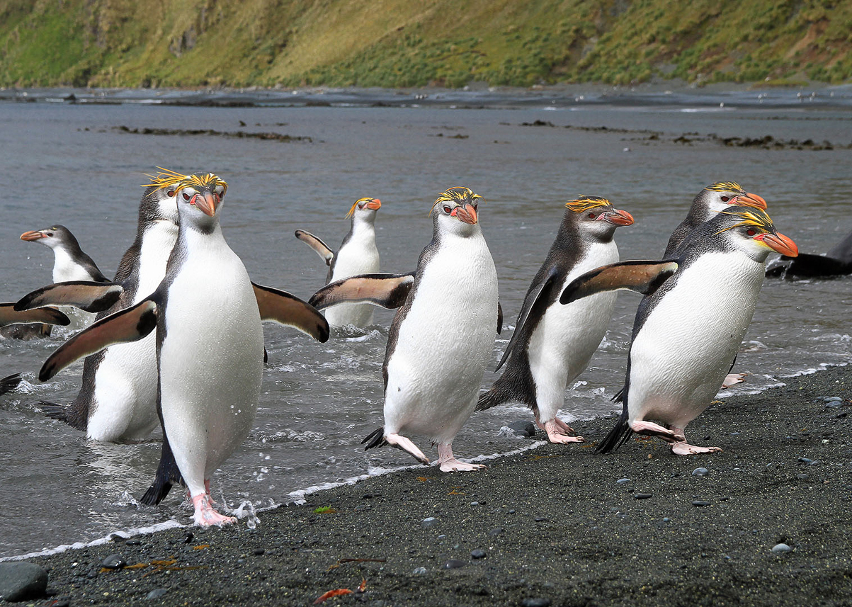 Royal penguins coming from the water