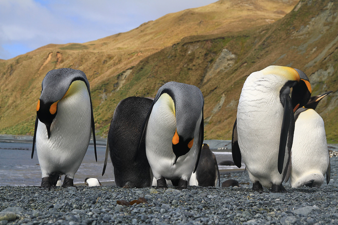 King penguins, navel-gazing