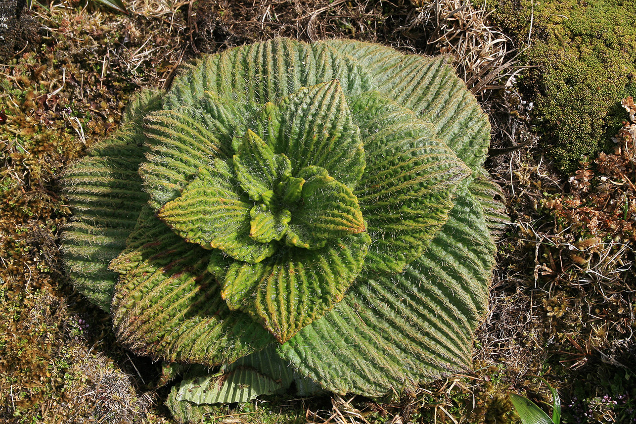 Pleurophyllum speciosum (Campbell Island Daisy), Campbell  Island