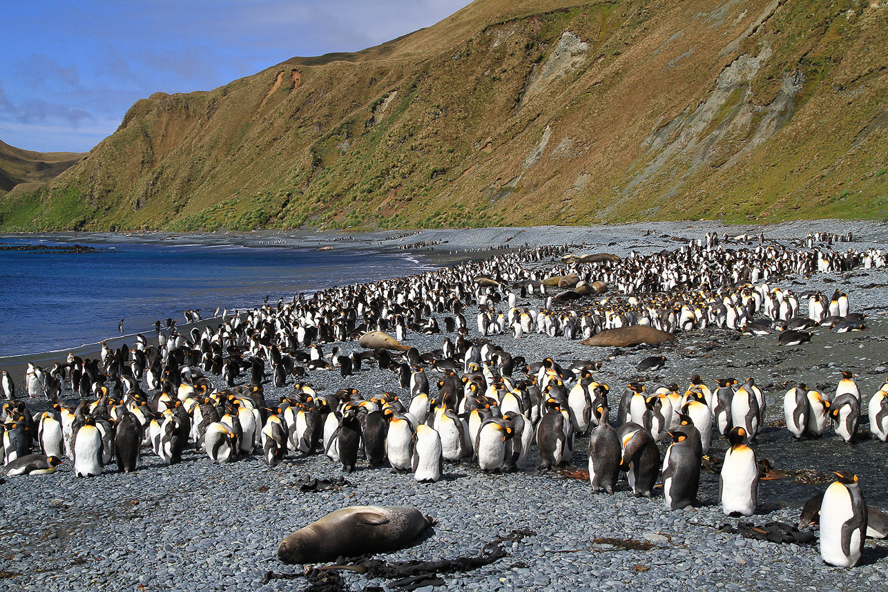 Sandy Bay, Macquarie Island