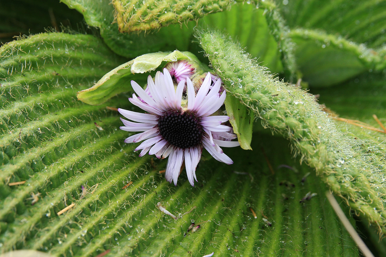 Pleurophyllum speciosum (Campbell Island Daisy), the first flowers in the spring