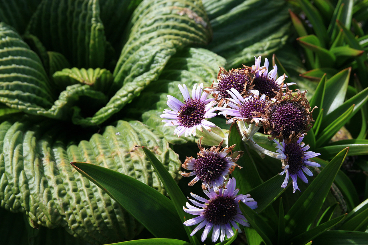 Pleurophyllum speciosum (Campbell Island Daisy) at Campbell Island