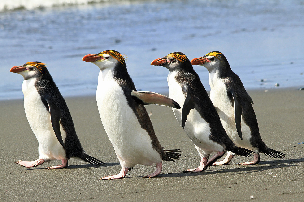 Royal penguins in a hurry