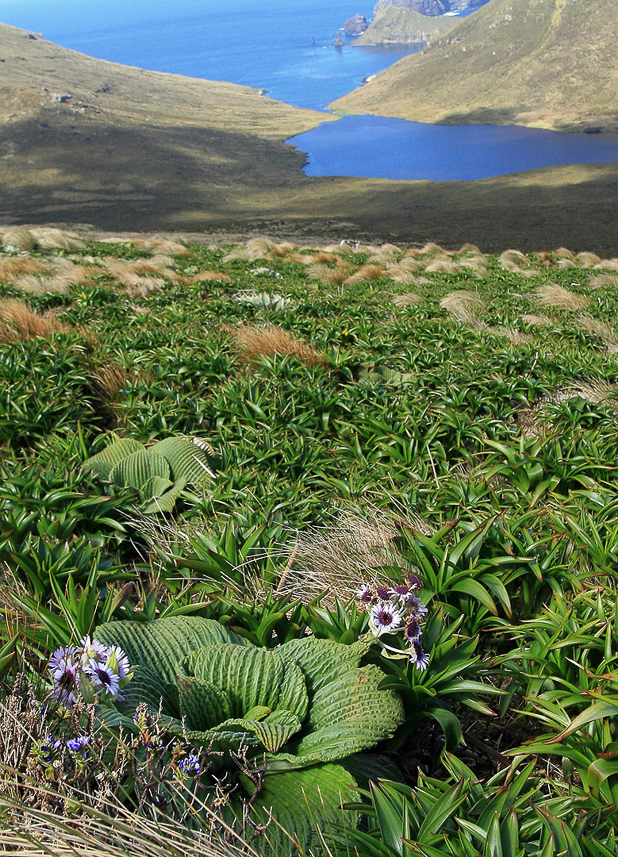 Pleurophyllum speciosum (Campbell Island Daisy)  on the slopes of Mt Honey, Campbell Island