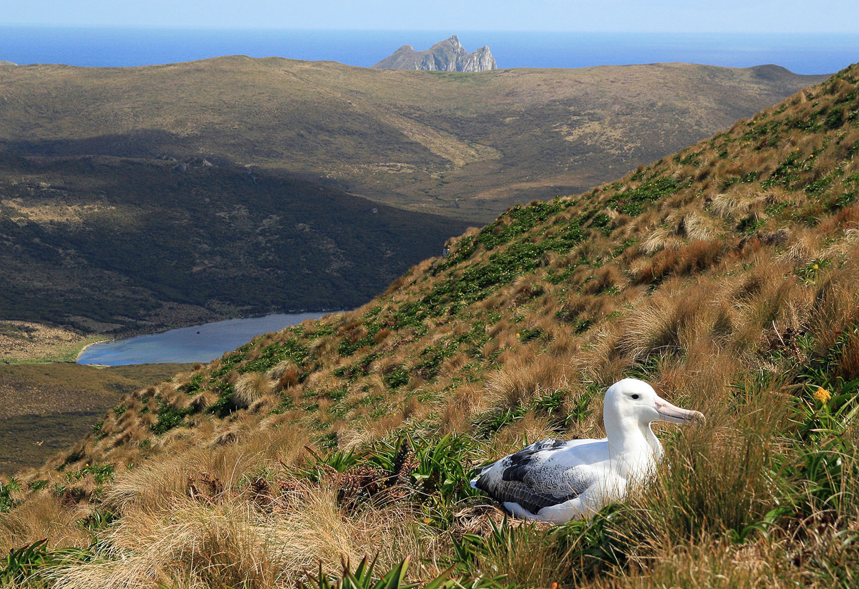 Southern Royal Albatross at the slope of Mt Honey, Campbell Island