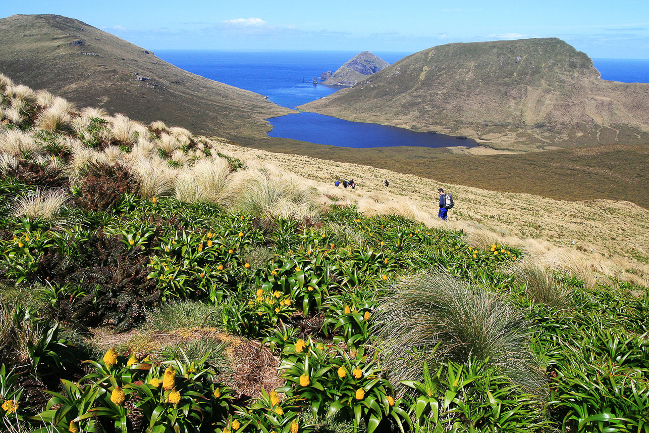 Bulbinella fields at the slope of Mt Honey, Campbell Island