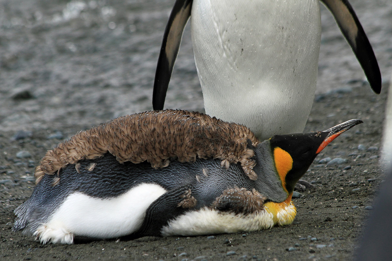 King penguin changing feathers