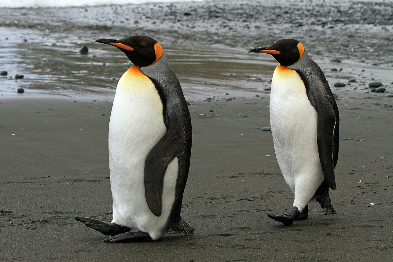 King penguin  walk