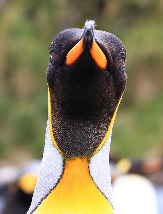 King penguin portrait