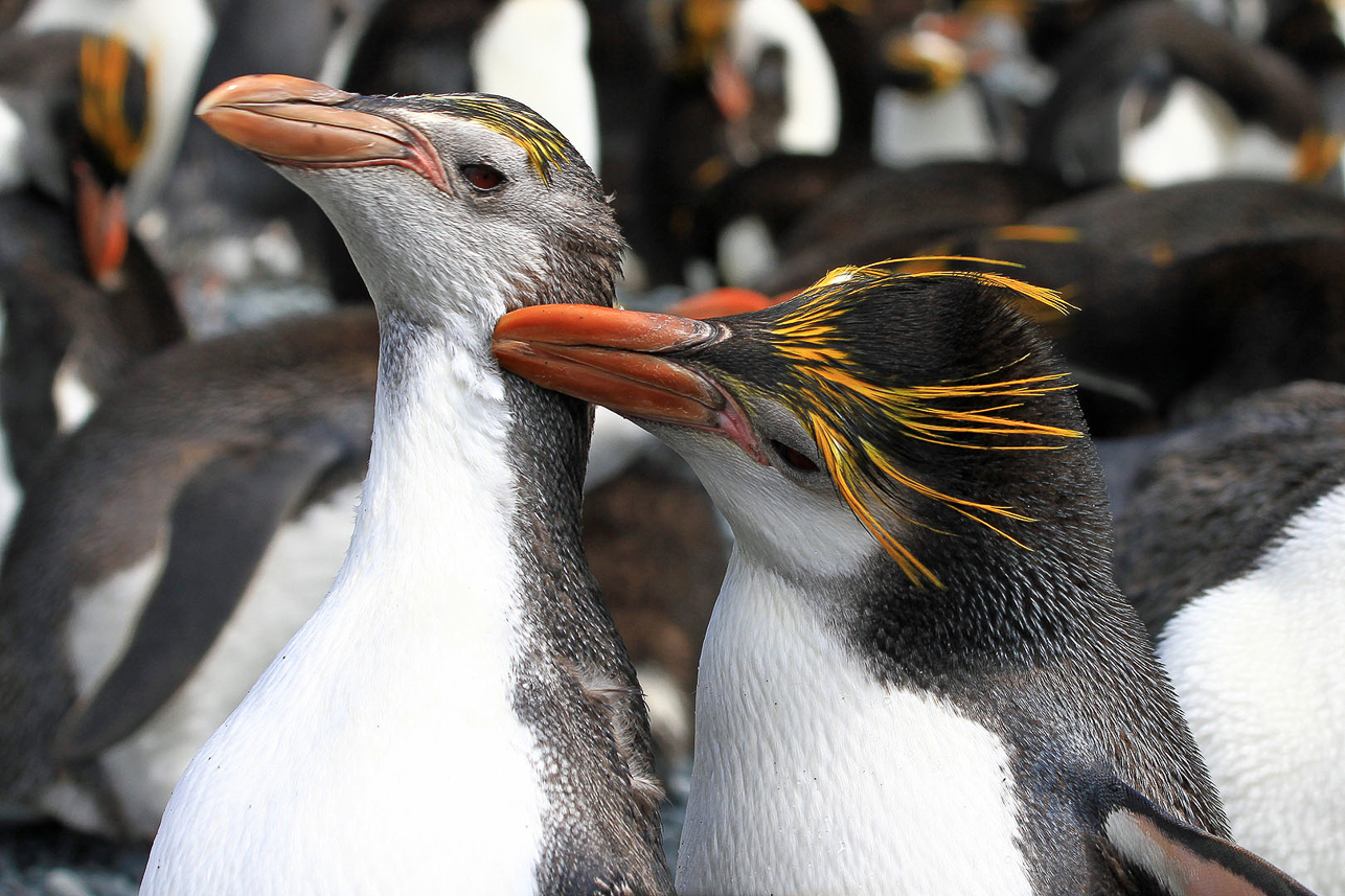 Royal penguins, having a kiss