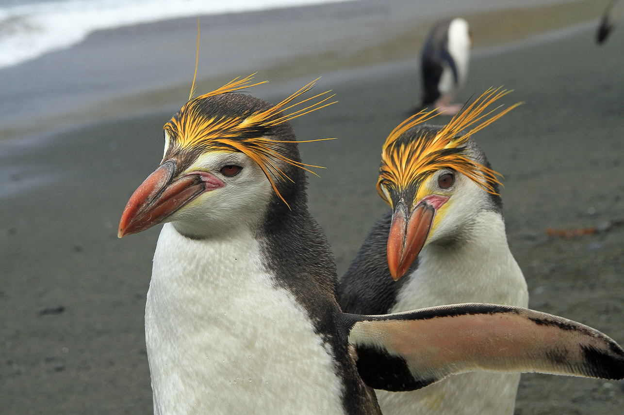 Royal penguins with nice hair