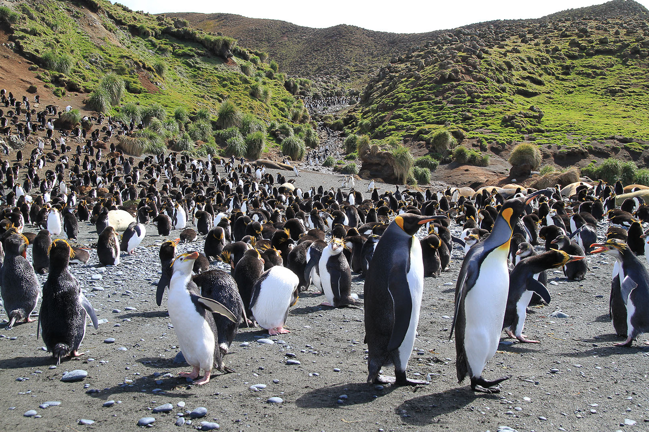 Sandy Bay, Macquarie Island. The penguins have their nest further up the creek