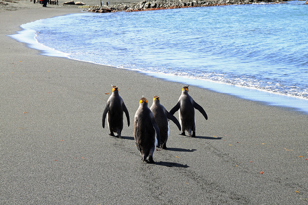 King penguins having a walk on Sandy Bay