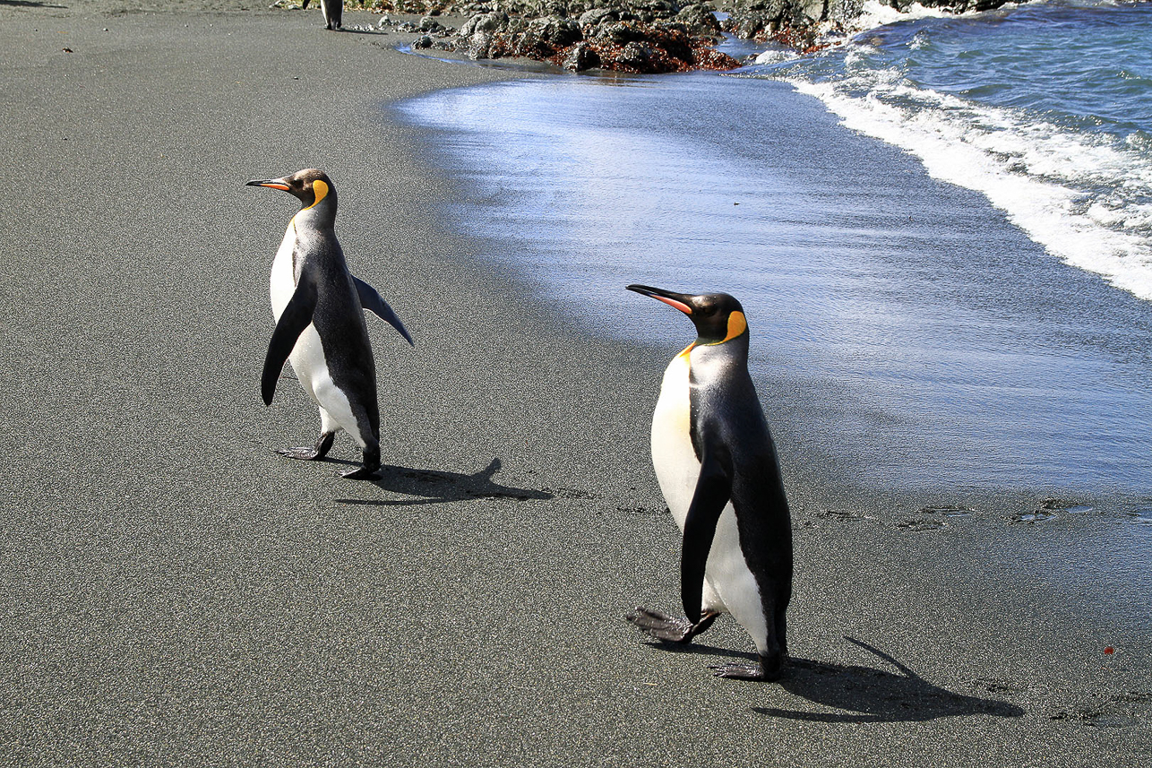 King penguins coming from the water