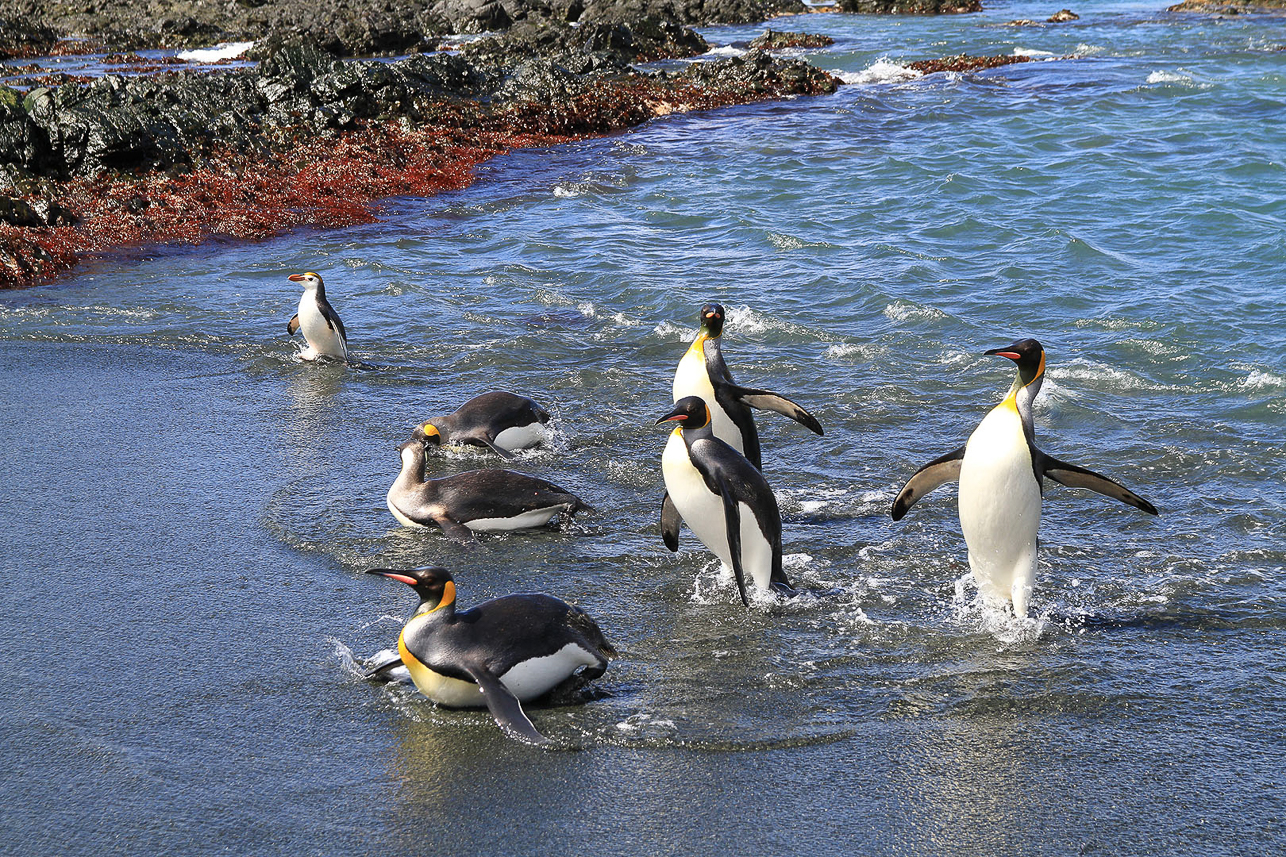 King penguins coming from the water