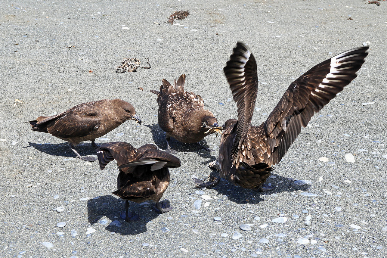 Subantarctic (Brown) Skuas, keeping the shore clean