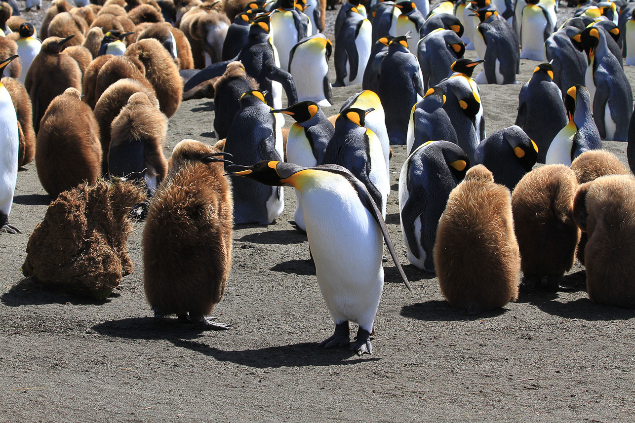 King penguin colony