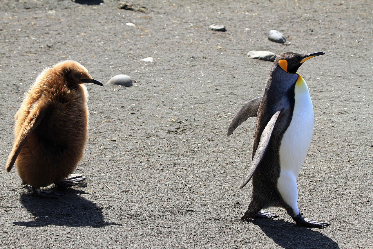 Father and son, or mother and daughter or something like that, King penguins