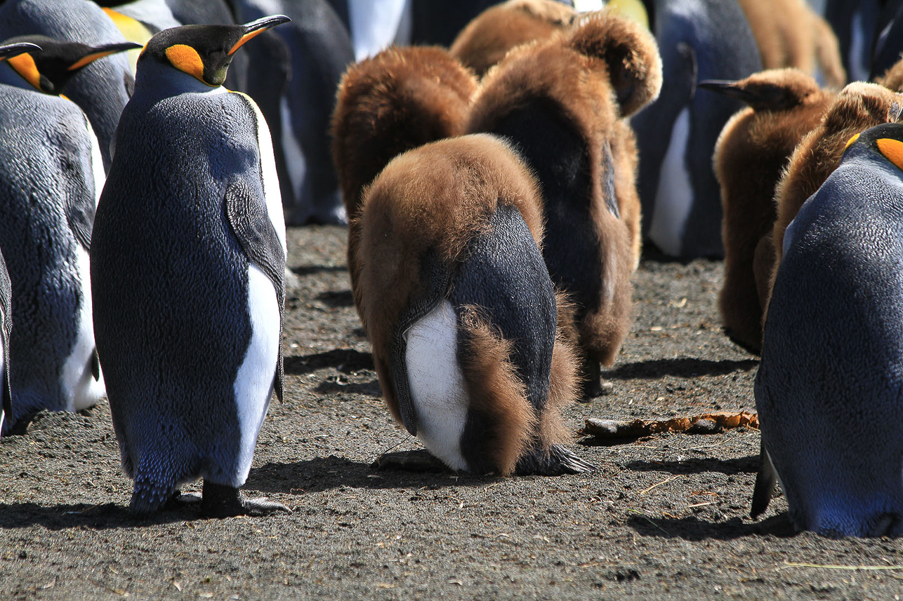 King penguin kids, growing up and losing their brown feathers