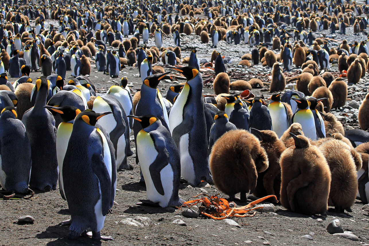 King penguin colony at northern part of Sandy Bay, Macquarie Island