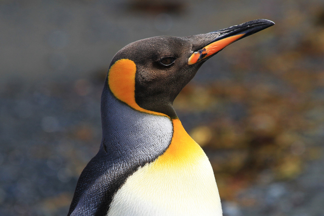 King penguin portrait