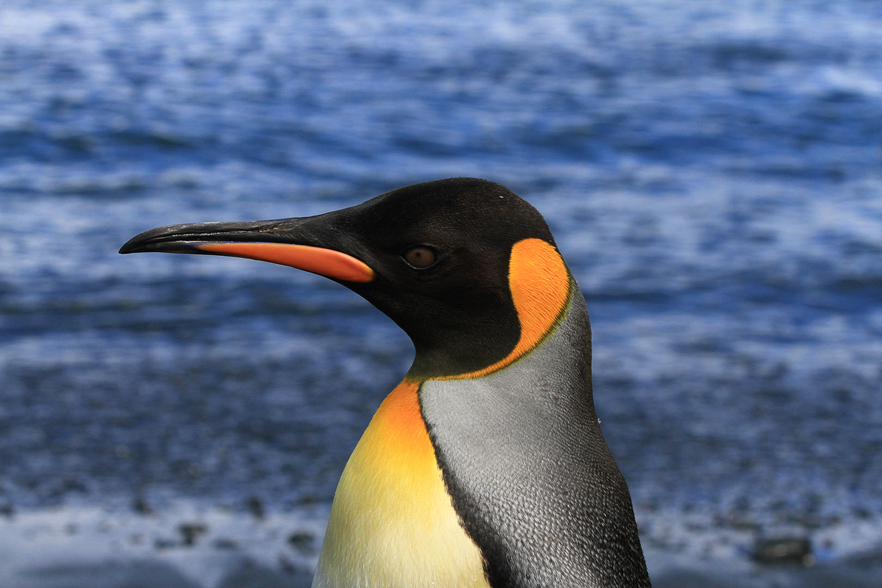 King penguin portrait