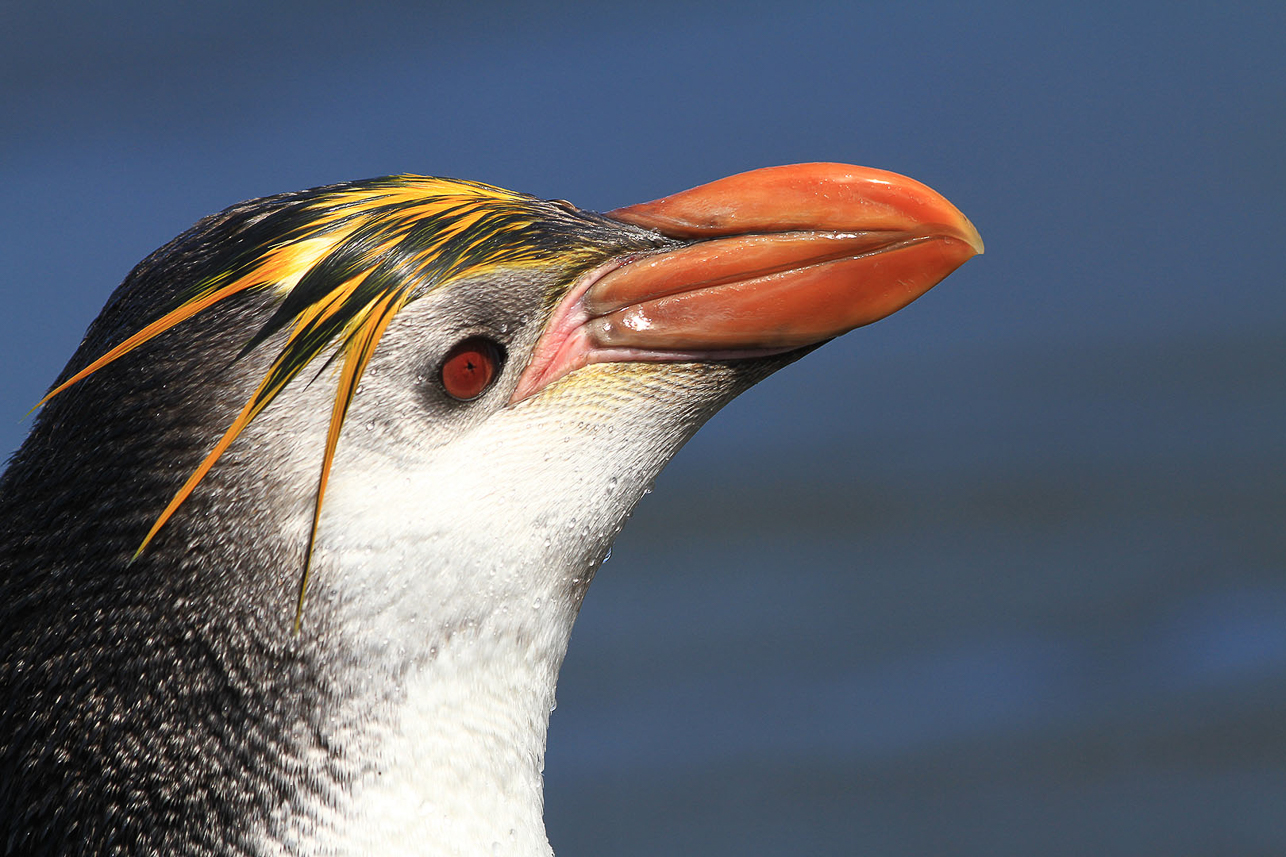 Royal penguin portrait