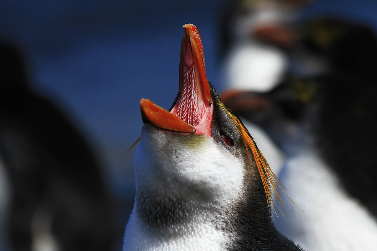 Royal penguin mouth