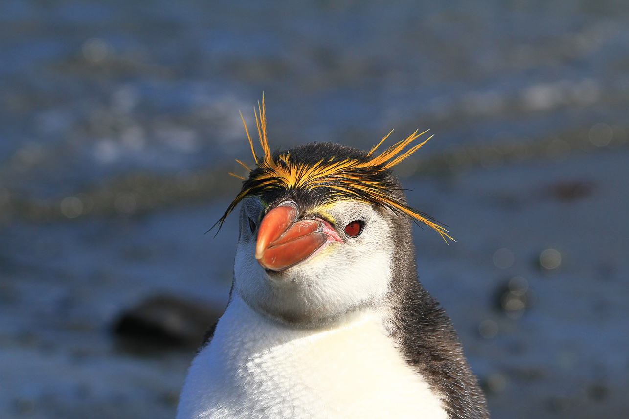 Royal penguin portrait