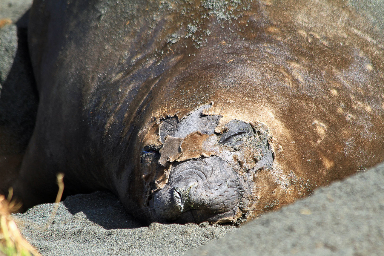 Elephant seal, changing skin