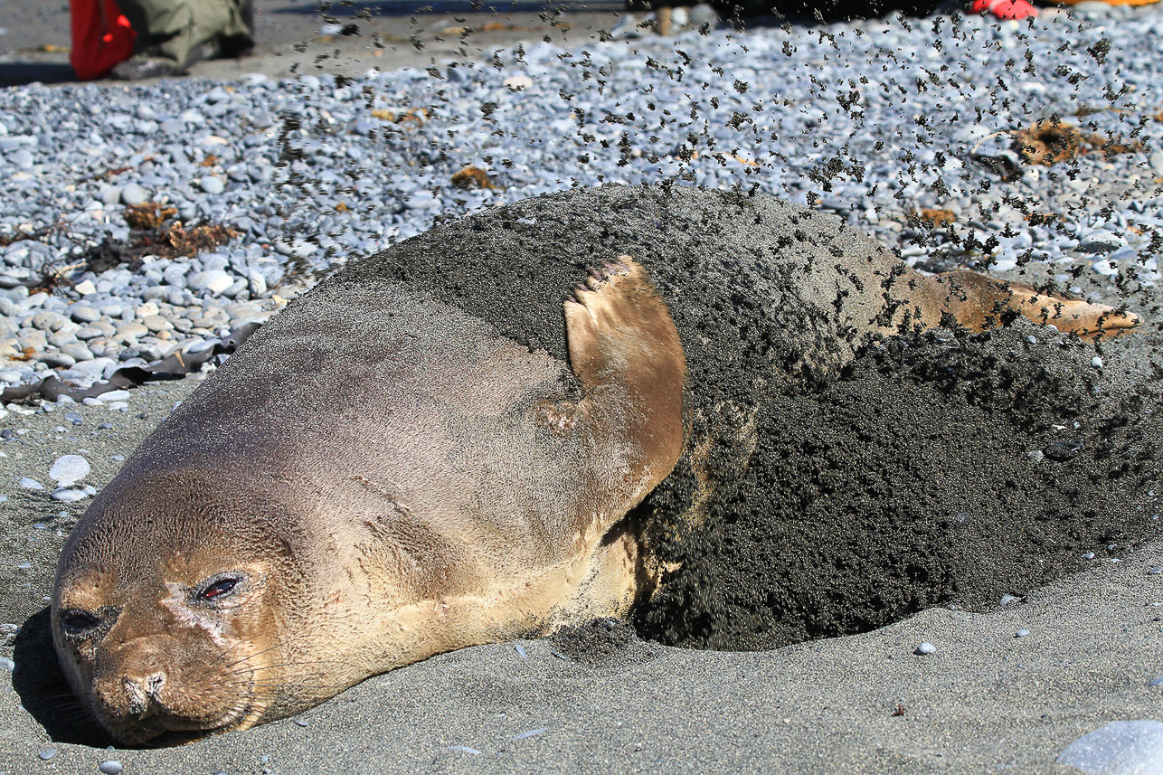 Elephant seal putting on sun protection