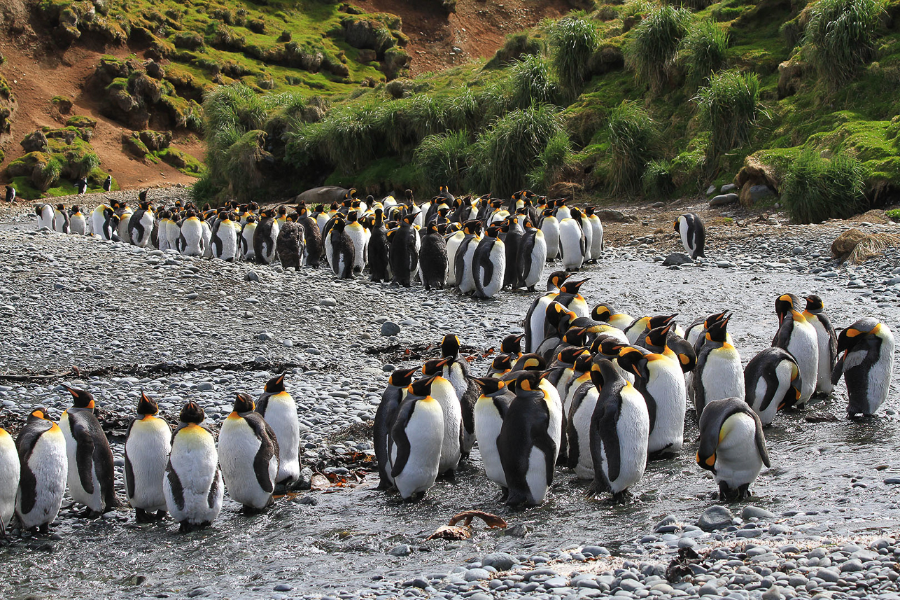 King penguins at the creek of Sandy Bay, Macquarie Island